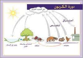 مقارنة بين دورة الماء ودورة الكربون