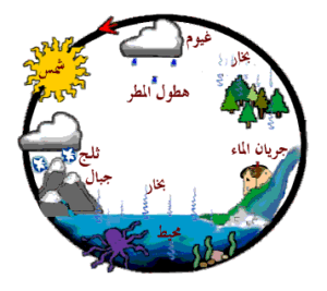مقارنة بين دورة الماء ودورة الكربون