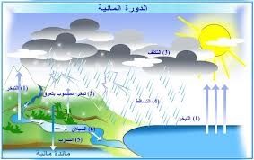 مقارنة بين دورة الماء ودورة الكربون