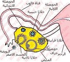 ما هو الجسم الأصفر في المبيض ومتي يظهر