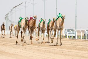 كم قيمة جوائز مهرجان ولي العهد للهجن 2022