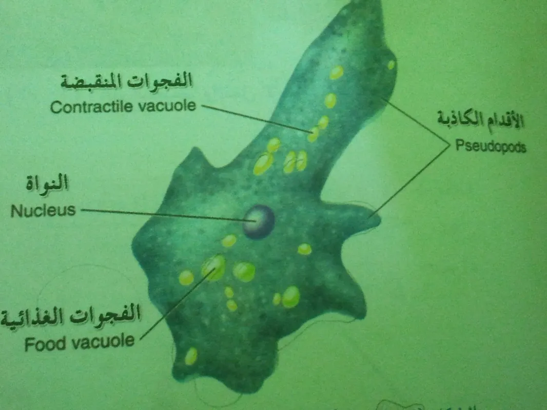 ما هو الذي يصنف المخلوقات الحية في مملكة الطلائعيات