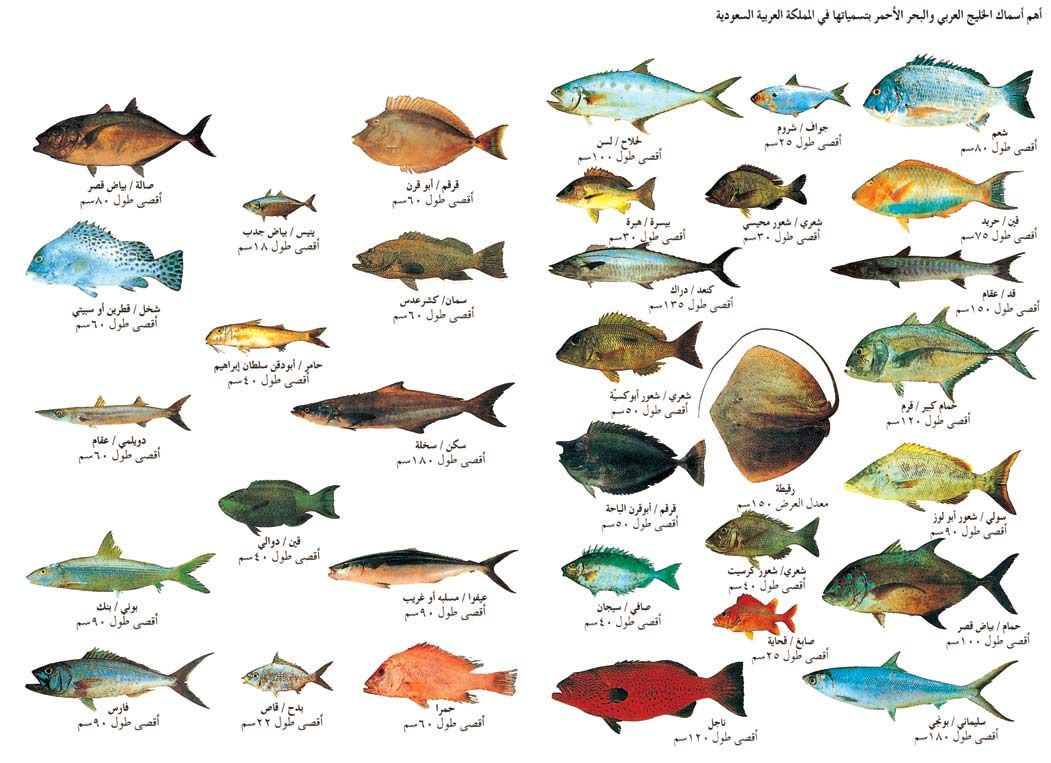 وش افضل انواع السمك في السعودية